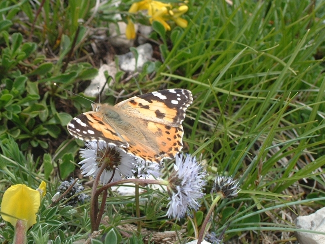 Vanessa cardui  M. Meta